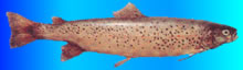 letnica trout